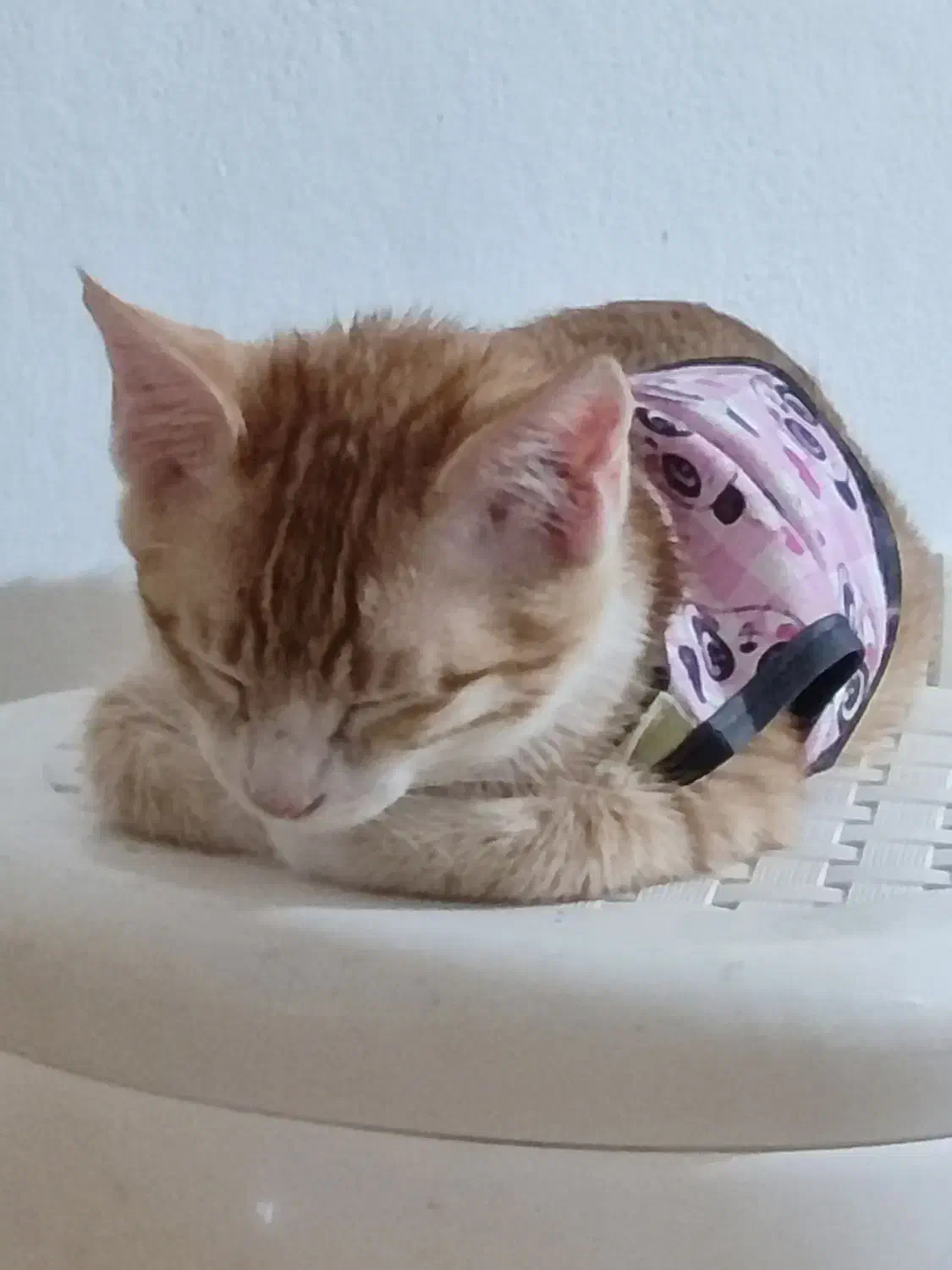 واگذاری سه تا بچه گربه شیرین|گربه|نور, |دیوار