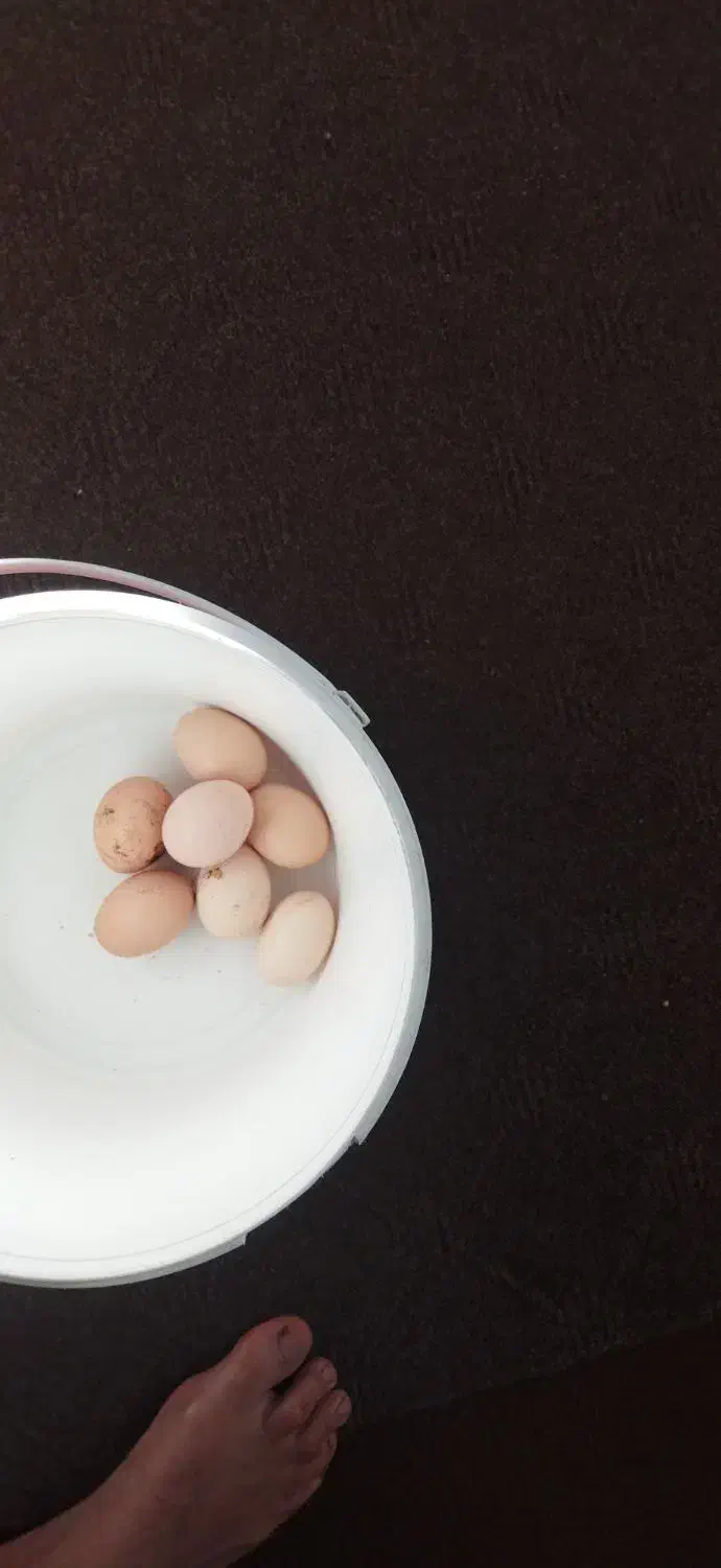 تخم‌مرغ‌محلی‌نطفه‌داردرشت‌وتازه|حیوانات مزرعه|قائم‌شهر, |دیوار