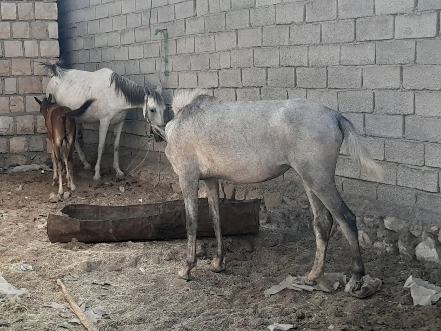 اسب|اسب و تجهیزات اسب‌سواری|جزمان, |دیوار