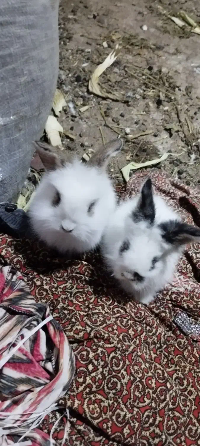 بچه خرگوش لیو هند و لپ|موش و خرگوش|پاوه, |دیوار