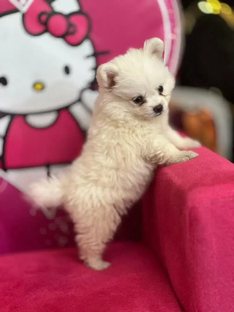 سگ پامر عروسکی|سگ|اندیشه, اندیشه فاز ۲|دیوار