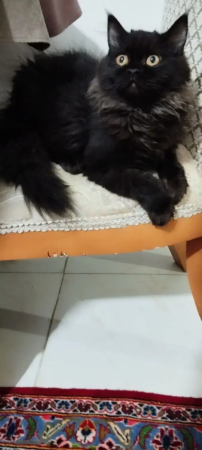 فروش بچه گربه چهار ونیم ماهه نژاد هیمالین|گربه|پرند, فاز ۶|دیوار