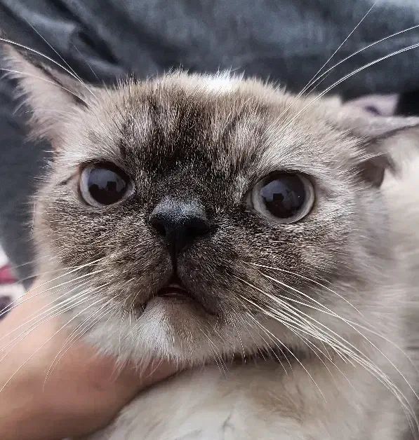 گربه ماده پرشین اسکاتیش|گربه|گنبد کاووس, |دیوار