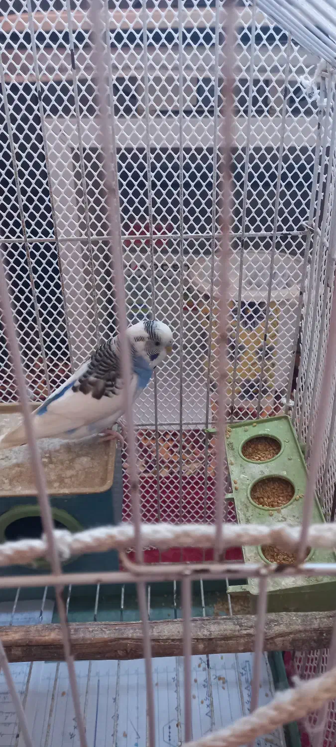 مرغ عشق نر آواز خوان|پرنده|لاهیجان, فیاض|دیوار