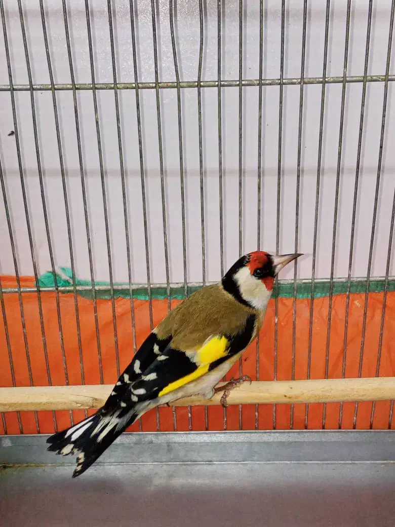 یه سهره نر عطیقه گل قفل|پرنده|تهران, مسعودیه|دیوار