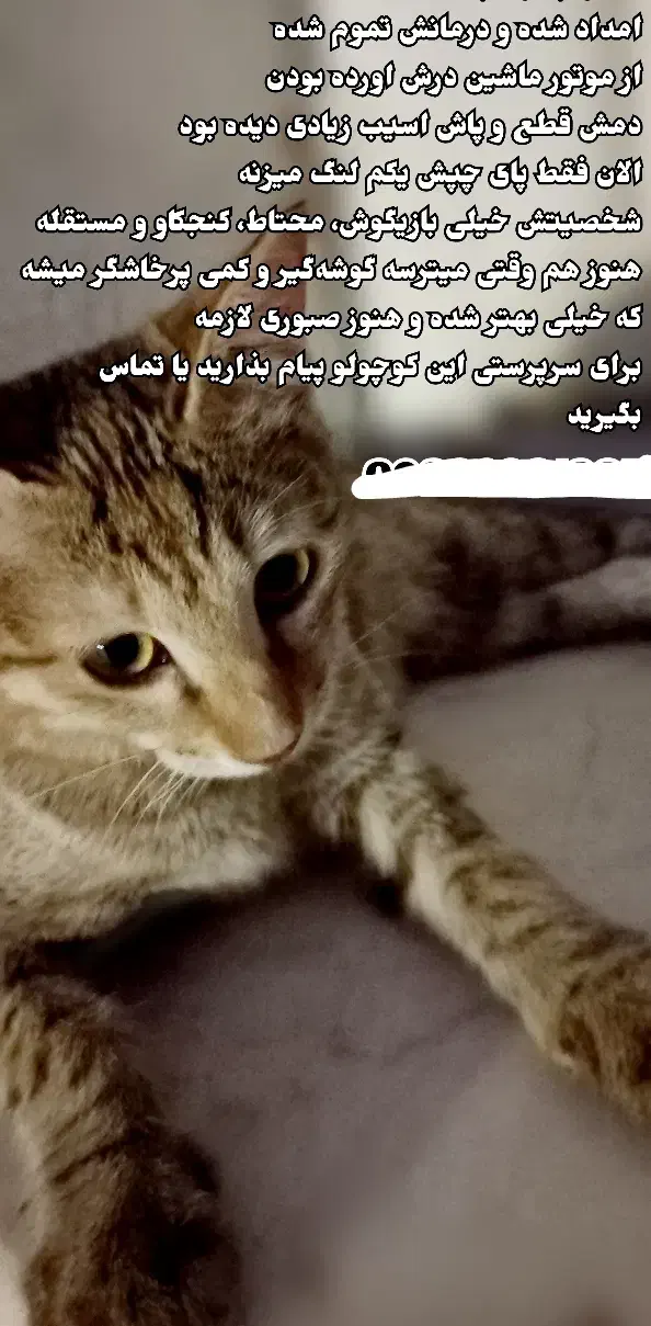 واگذاری فوری|گربه|قم, نخودی|دیوار