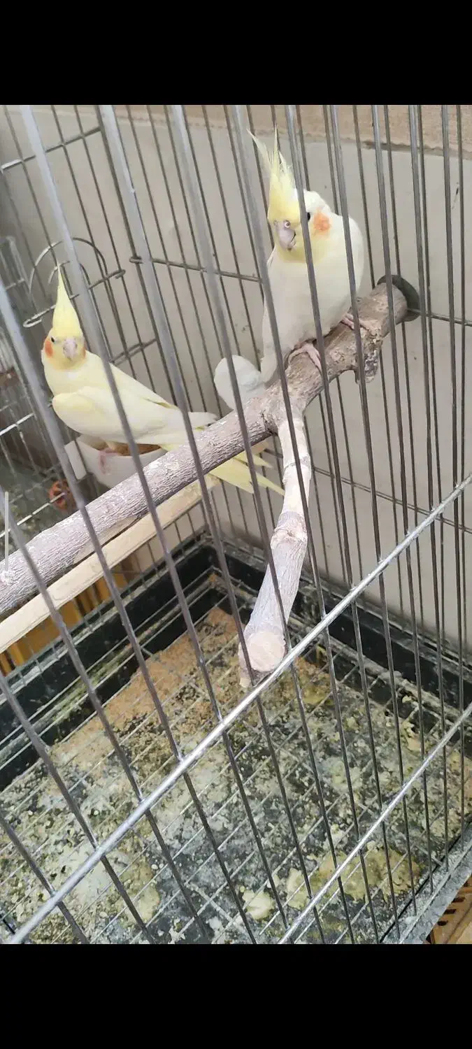 جفت عروس هلندی با جوجه|پرنده|ملایر, |دیوار