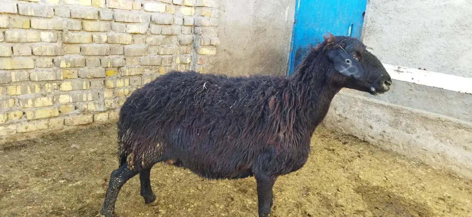 گوسفند|حیوانات مزرعه|زنجان, |دیوار