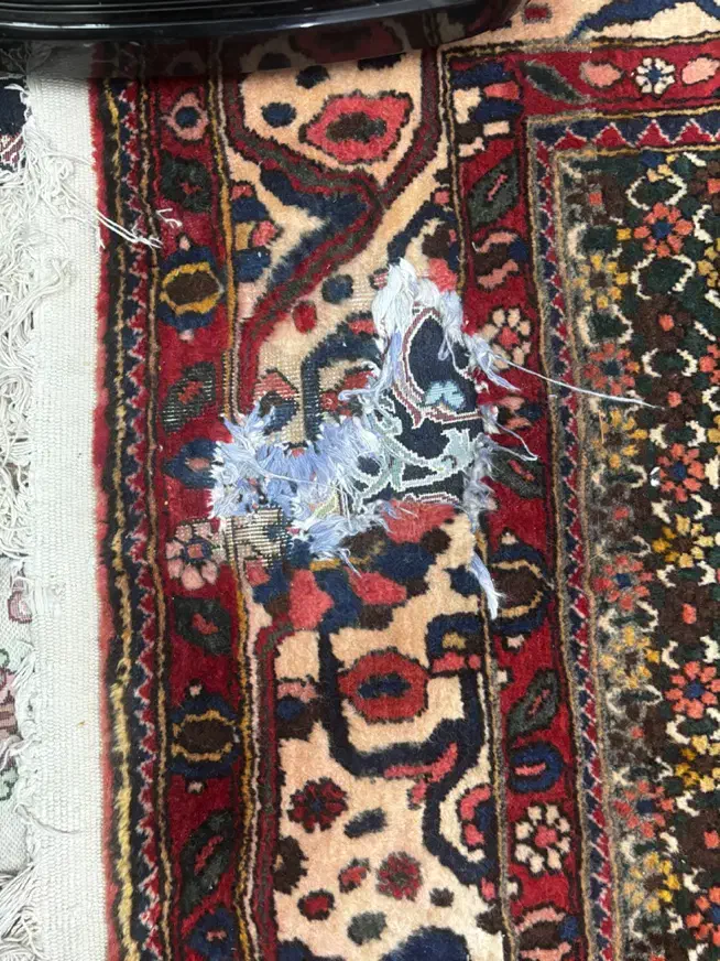 فرش ۹متری مشهد|فرش|ری, علایین|دیوار