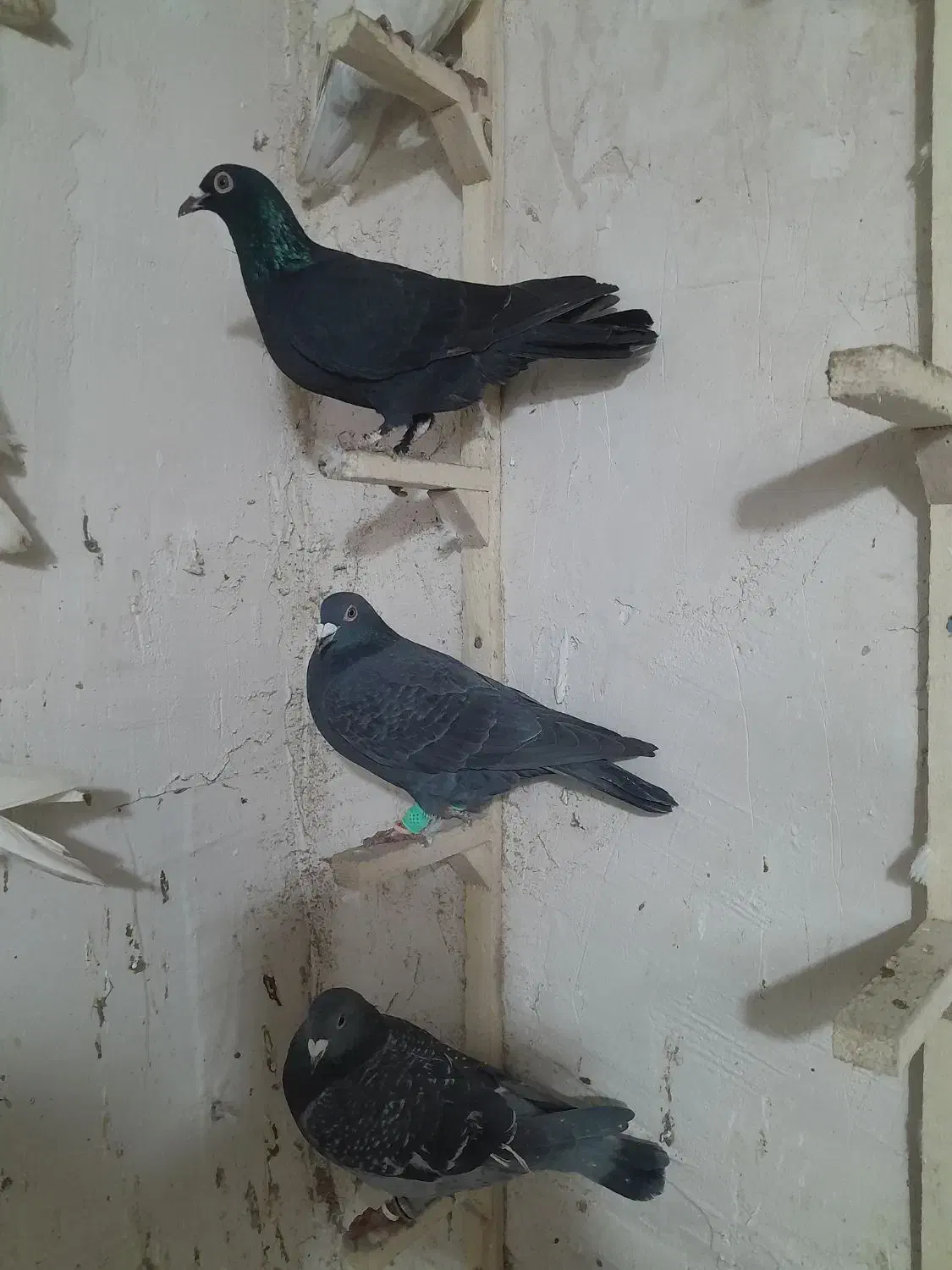 سه تاکبوتر|پرنده|شیروان (خراسان), |دیوار