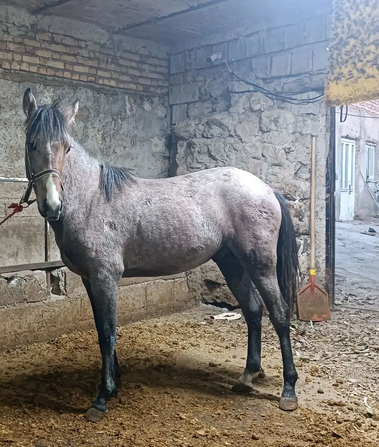 اسب|اسب و تجهیزات اسبسواری|مشگین شهر, |دیوار