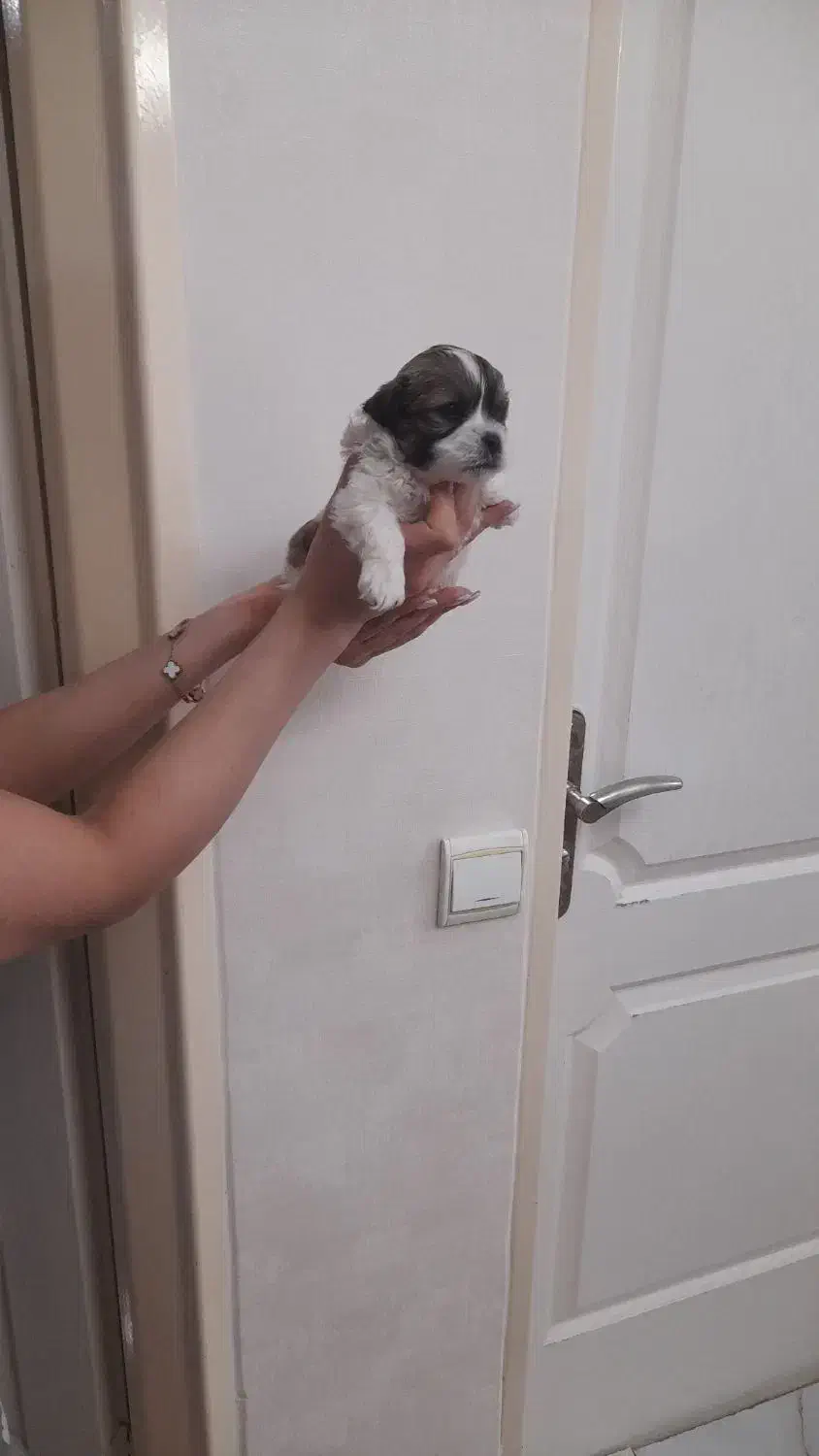 سگ پا کوتاه|سگ|هشتگرد, تهران دشت|دیوار