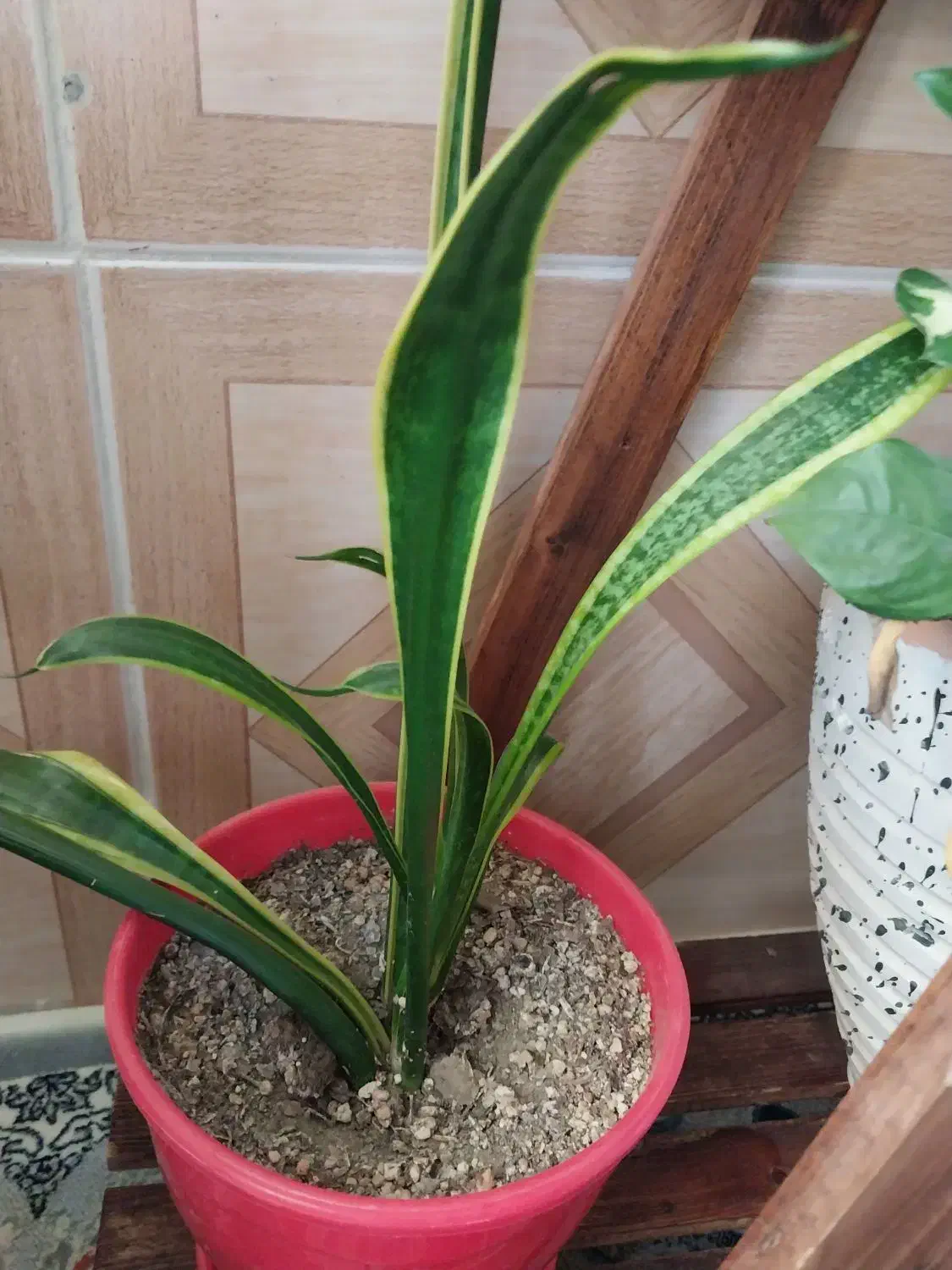 گل سانسوریا پوست ماری سانسوریا مهتابی سفید|گل و گیاه طبیعی|اسلام‌شهر, شهرک محمدیه|دیوار