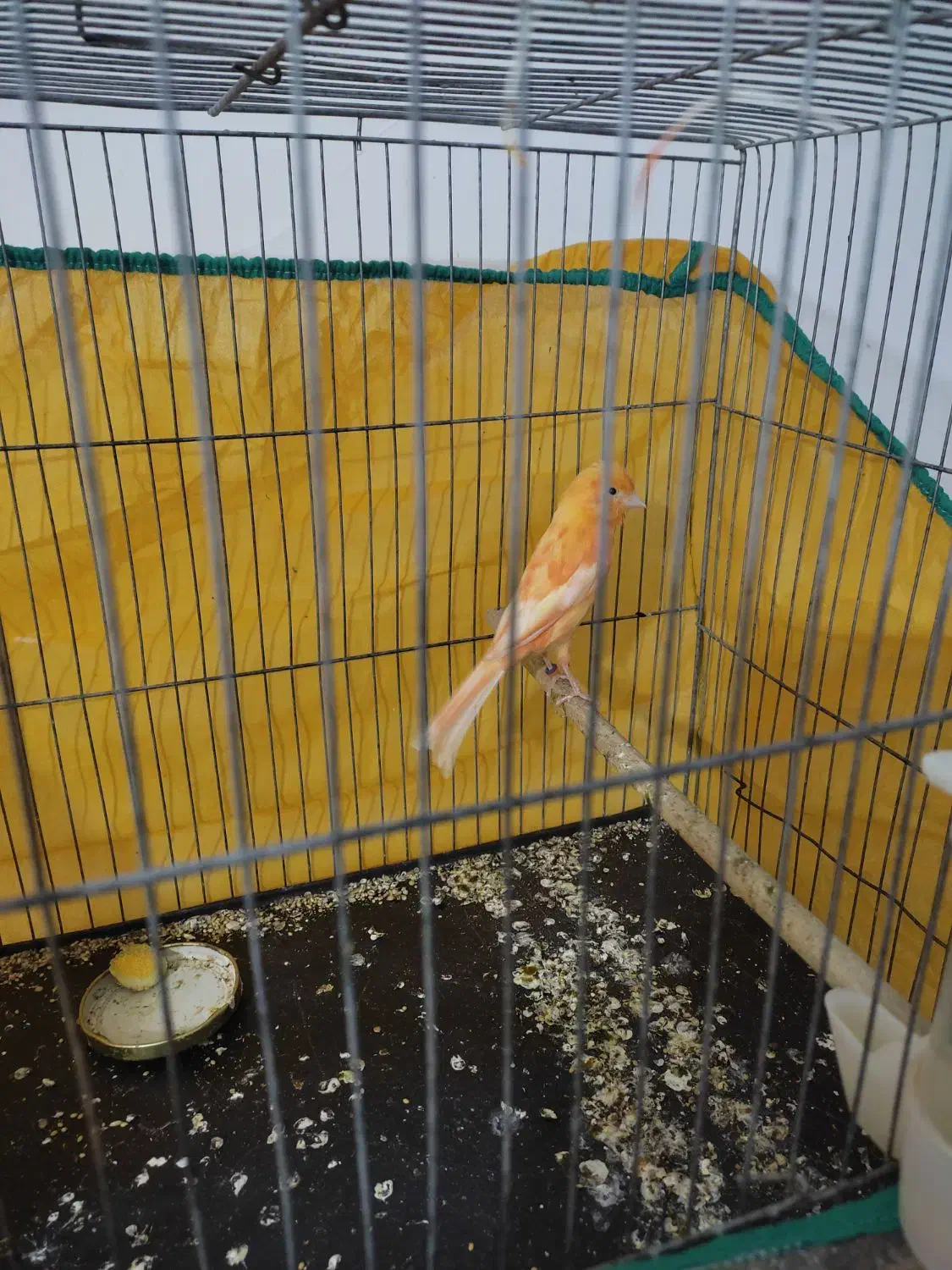 قناری|پرنده|جیرفت, |دیوار