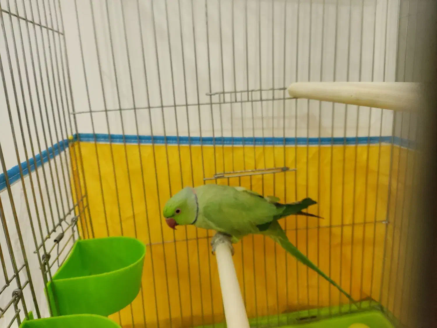 ملنگو نر|پرنده|خرم‌آباد, |دیوار