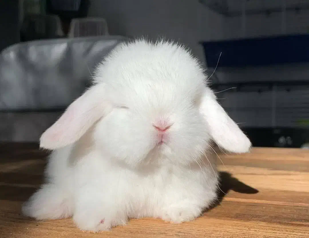 خرگوش لوپ|موش و خرگوش|خرمشهر, |دیوار