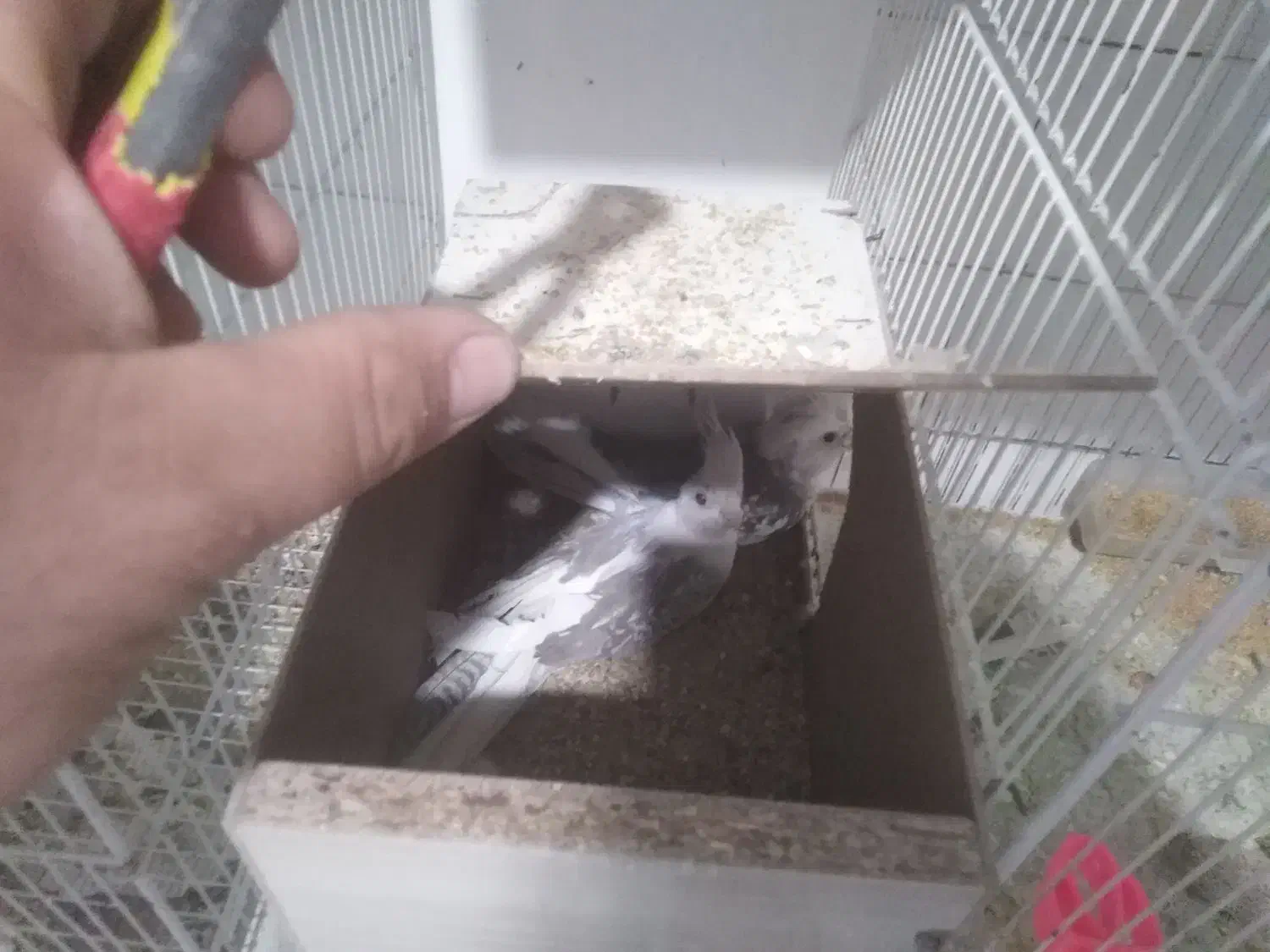 تعداد چند جفت عروس هلندی|پرنده|تایباد, |دیوار