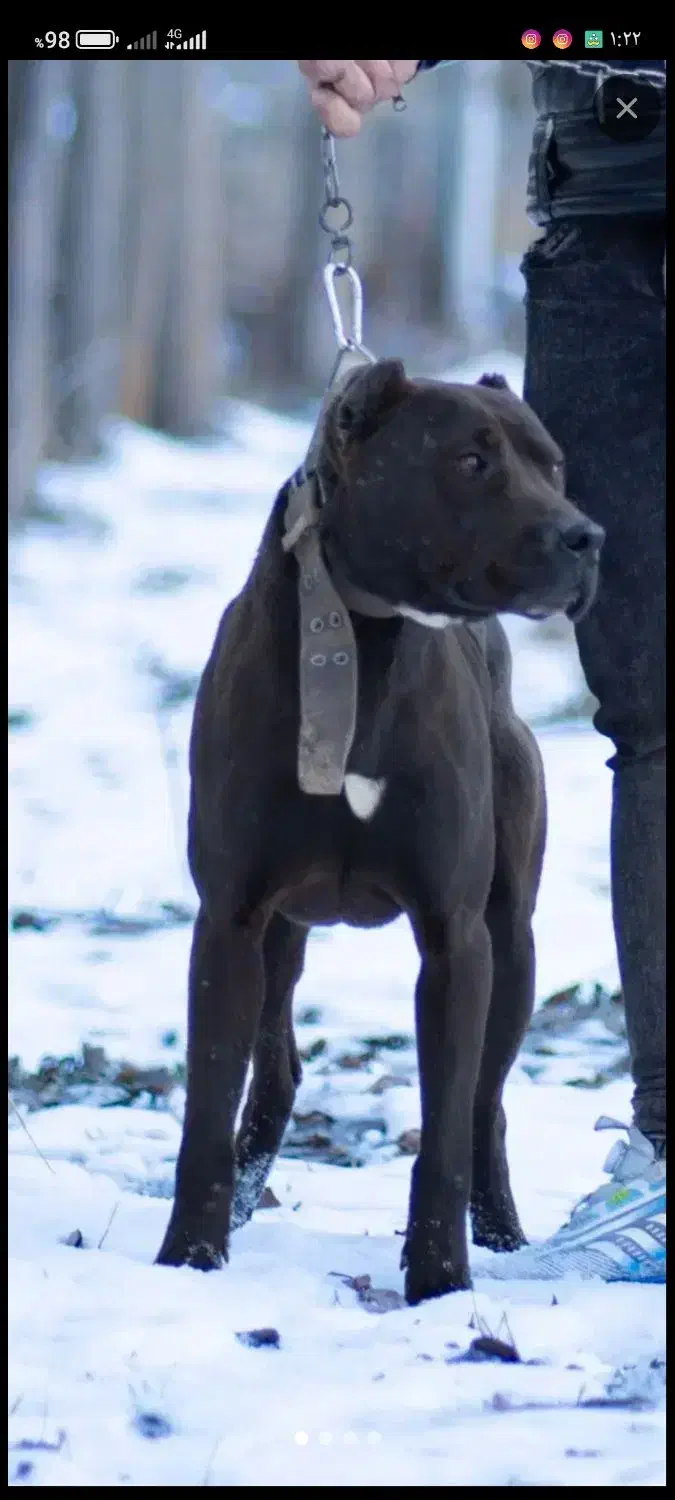 پیتبول|سگ|بروجرد, |دیوار