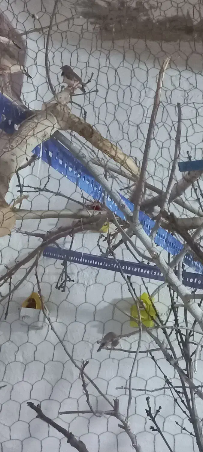 فنچ زبرا|پرنده|خمینی‌شهر, |دیوار