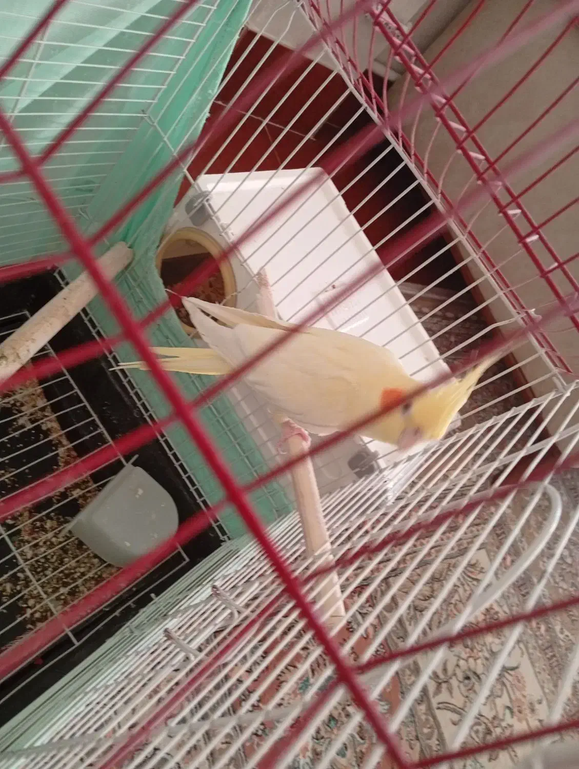 عروس هلندی ماده|پرنده|ویسیان, |دیوار