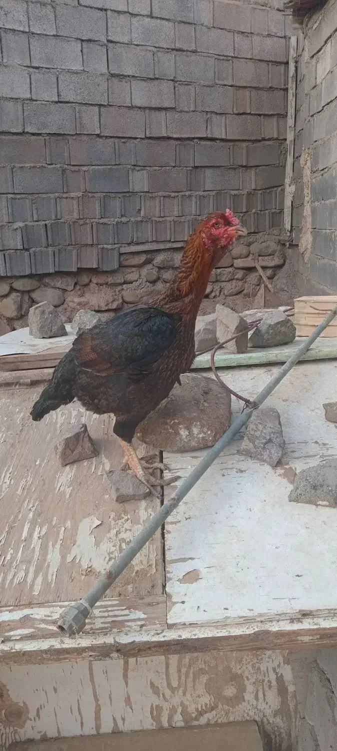 مرغ لاری ۶دنگ|حیوانات مزرعه|ری, علایین|دیوار