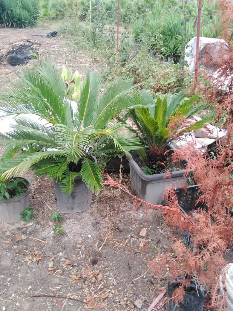 سیکاس گلدانی|گل و گیاه طبیعی|ساری, |دیوار