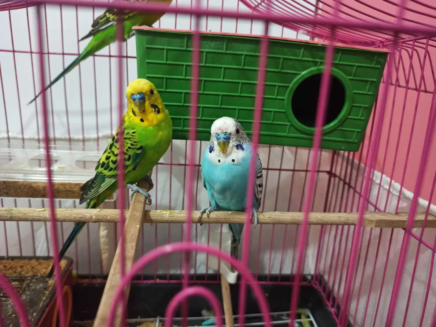 مرغ عشق رنگ زیبا همراه با قفس|پرنده|بوشهر, |دیوار