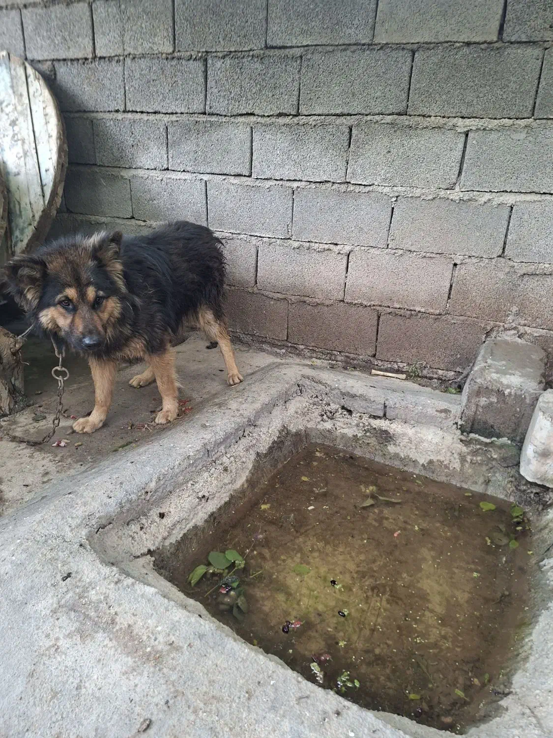 دورگ|سگ|دزفول, |دیوار