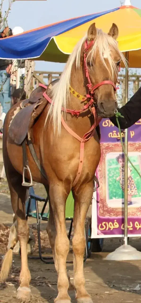 اسب سمند|اسب و تجهیزات اسب‌سواری|قدس, شهرک صنعتی زاگرس|دیوار