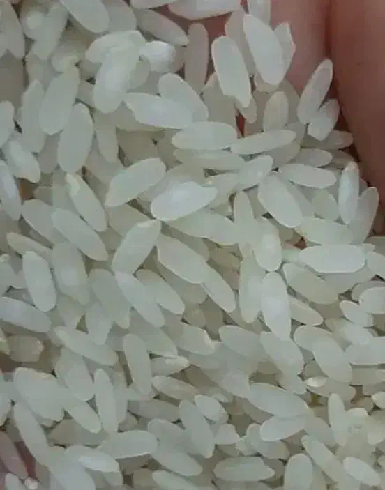 برنج کامفیروزی|خوردنی و آشامیدنی|شیراز, ابیوردی|دیوار