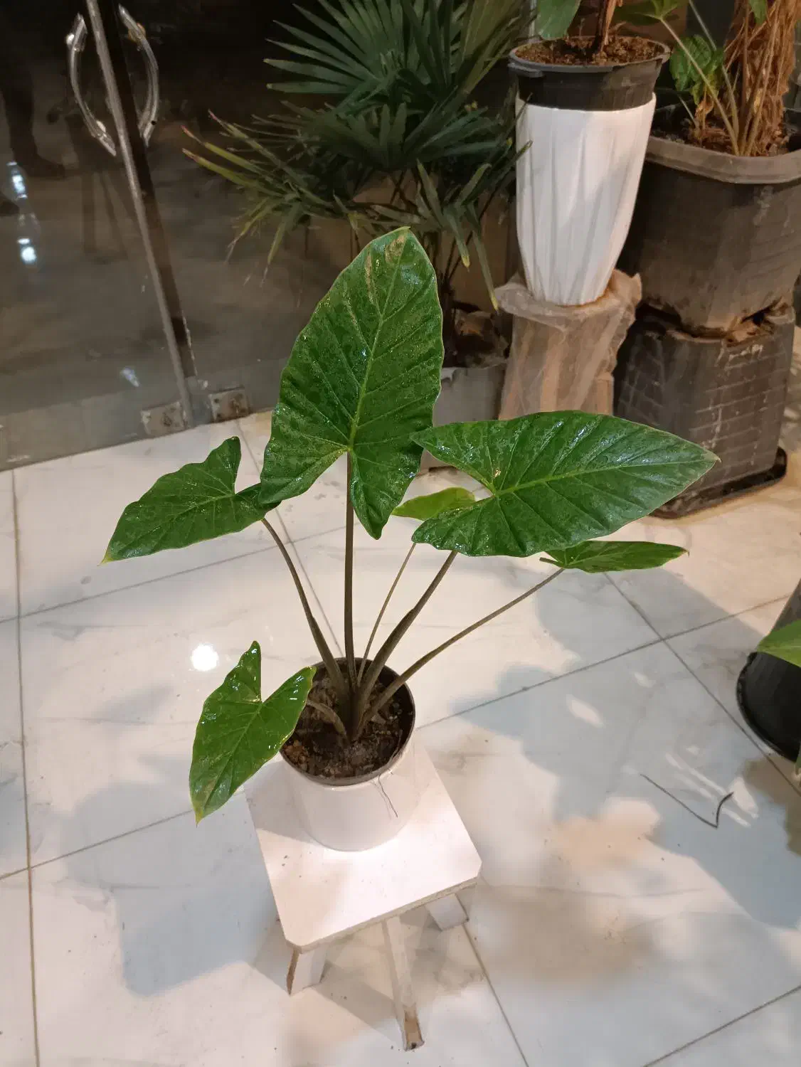 حراج گل بابا آدم تنه قرمز ارسال رایگان + هدیه|گل و گیاه طبیعی|مشهد, رستگار|دیوار