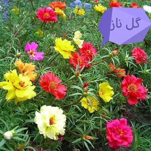 بذرگل|گل و گیاه طبیعی|گنبد کاووس, |دیوار