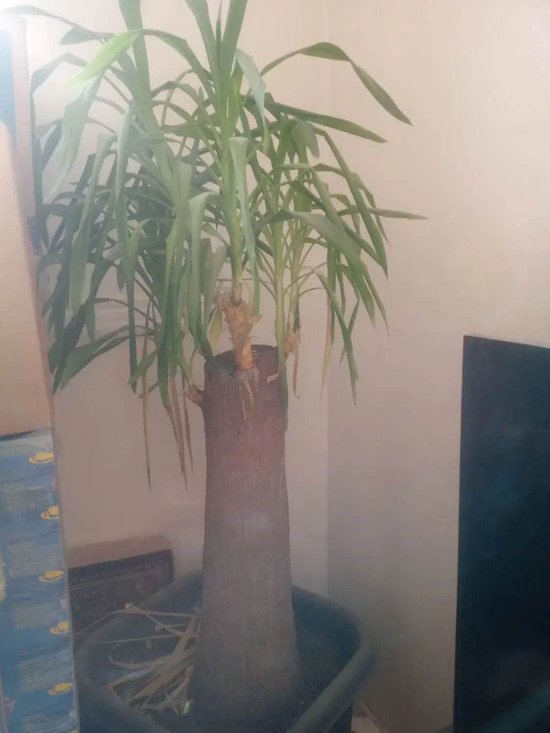 گلدان|گل و گیاه طبیعی|ورامین, ورامین|دیوار