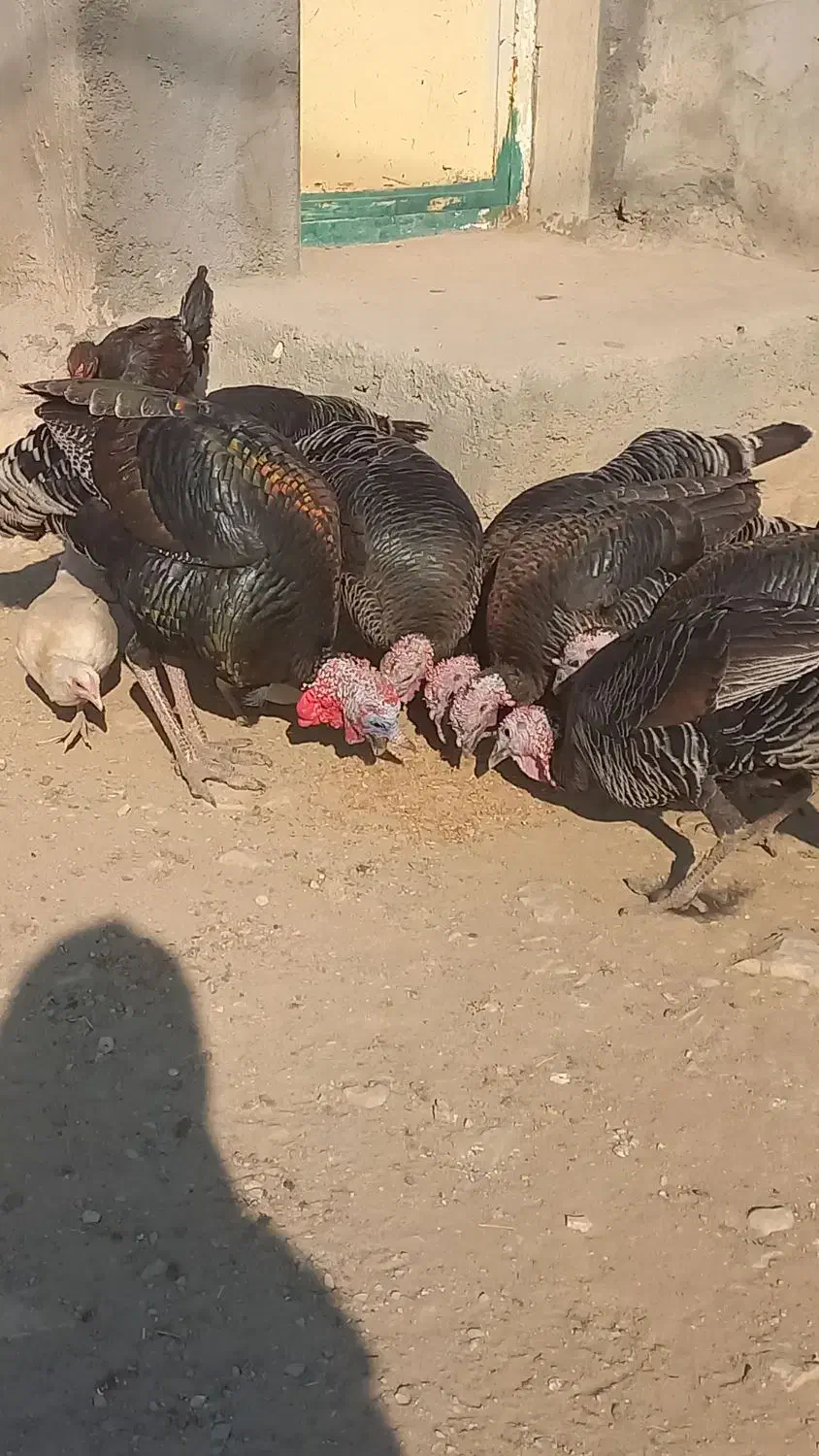 بوقلمون|حیوانات مزرعه|کوهدشت, |دیوار