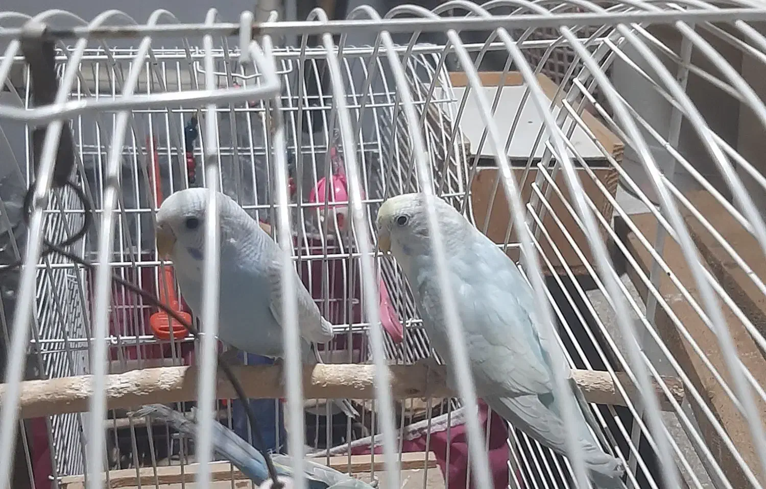 مرغ عشق|پرنده|رشت, شهرک پردیسان|دیوار