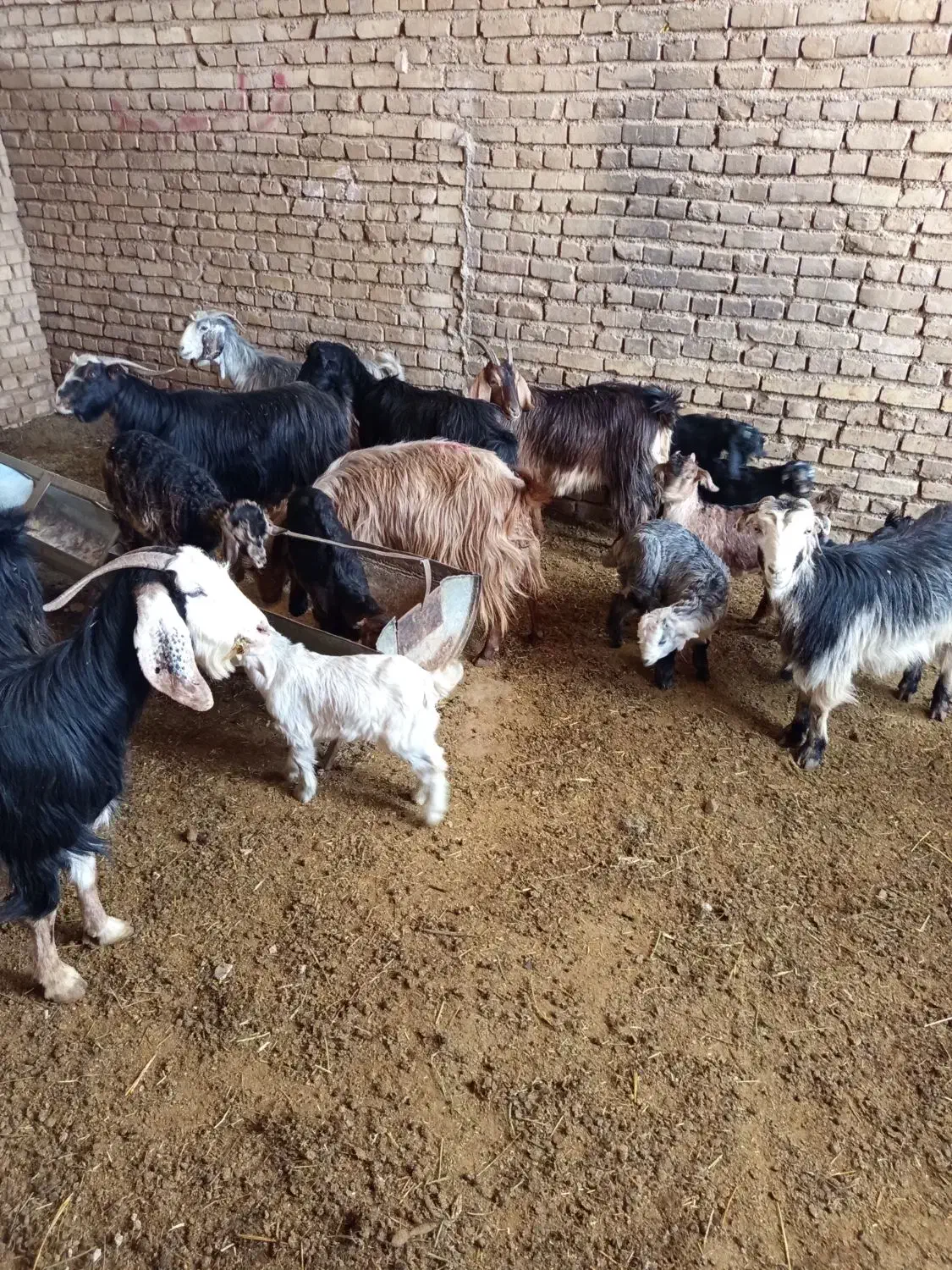 بزکردی|حیوانات مزرعه|یزد, |دیوار