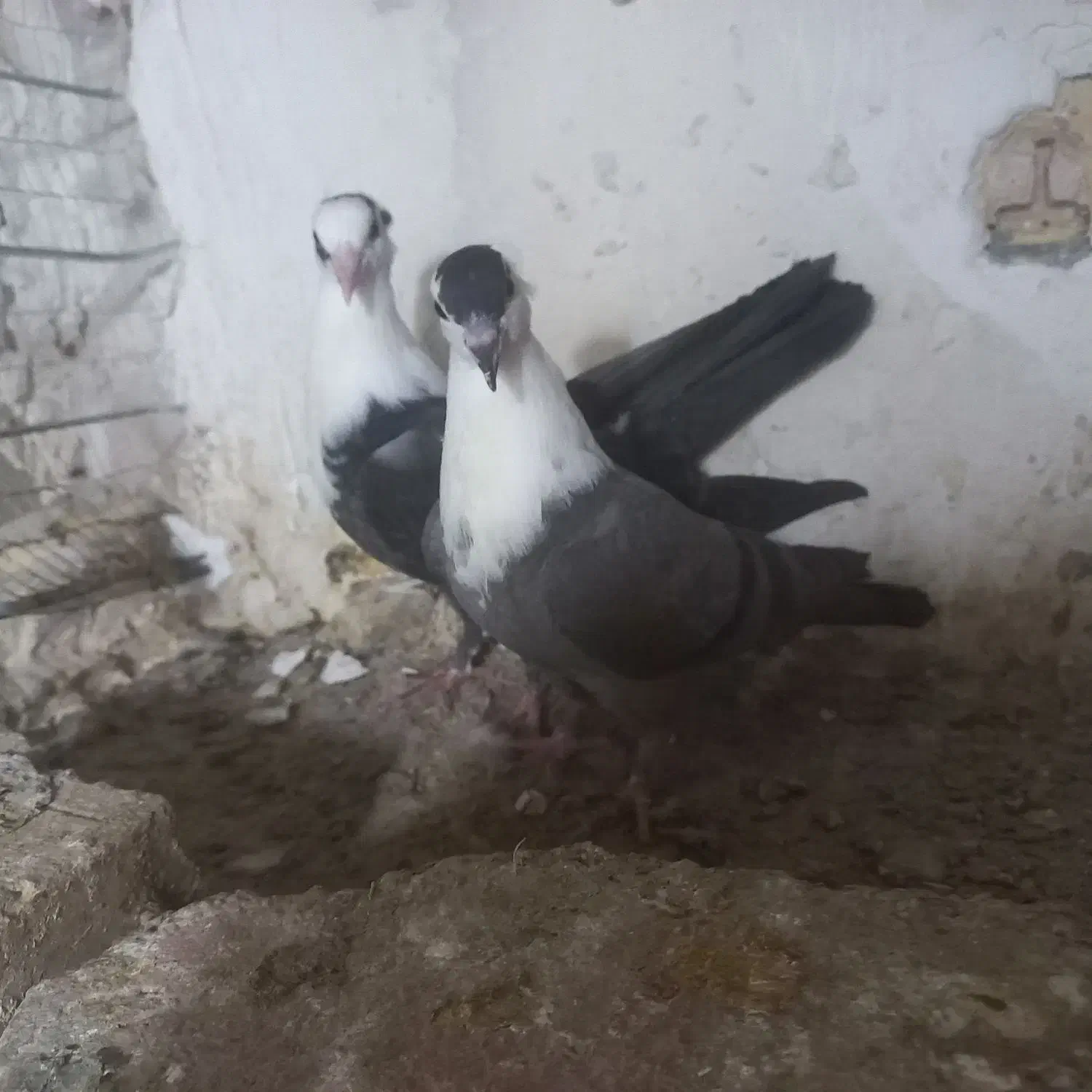 کبوتر رنگی کلاغ کاکلی و ... چناران|پرنده|چناران, |دیوار