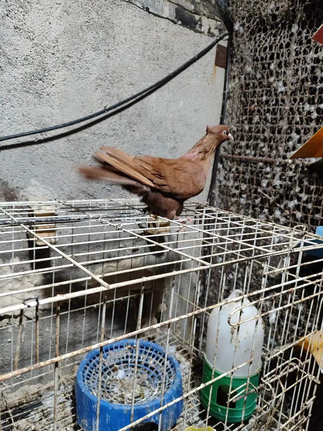 دوتا عدد نر رنگی درجه یک|پرنده|بندر ماهشهر, |دیوار