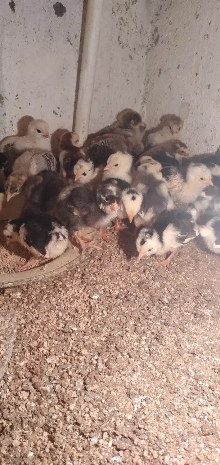 فروش جوجه گلین پنگوئنی|حیوانات مزرعه|آمل, |دیوار