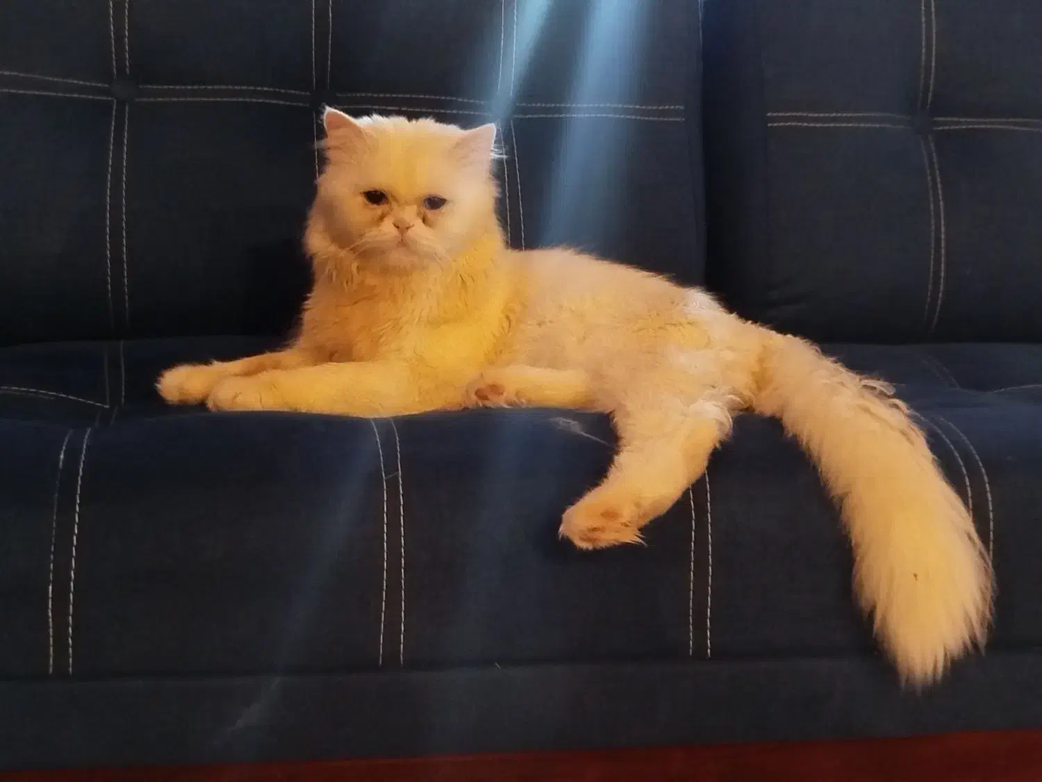 گربه پرشین نر|گربه|رشت, پیرکلاچای|دیوار