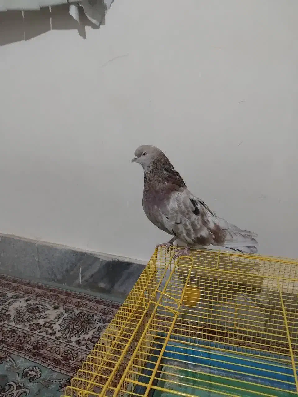 کبوتر سرور|پرنده|ملایر, |دیوار