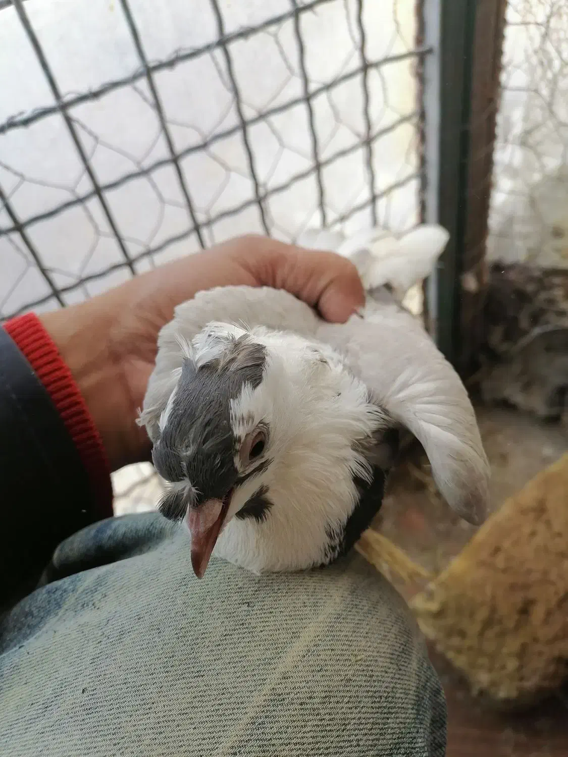 کبوتر گلی پرپا یا پشتی پرپا زرد سبز نباتی|پرنده|تربتحیدریه, رجایی|دیوار