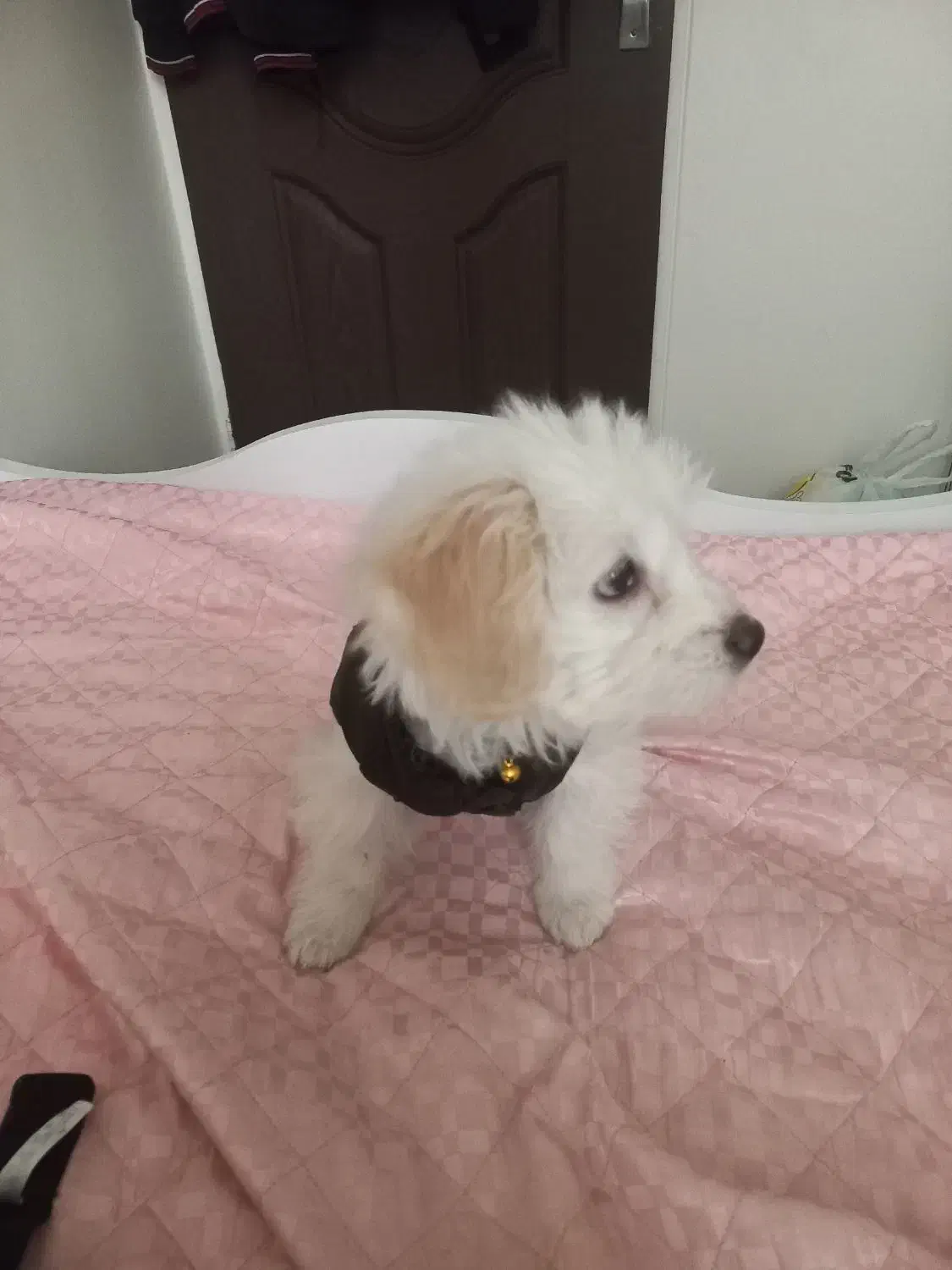 واگذاری توله|سگ|تهران, سجاد|دیوار