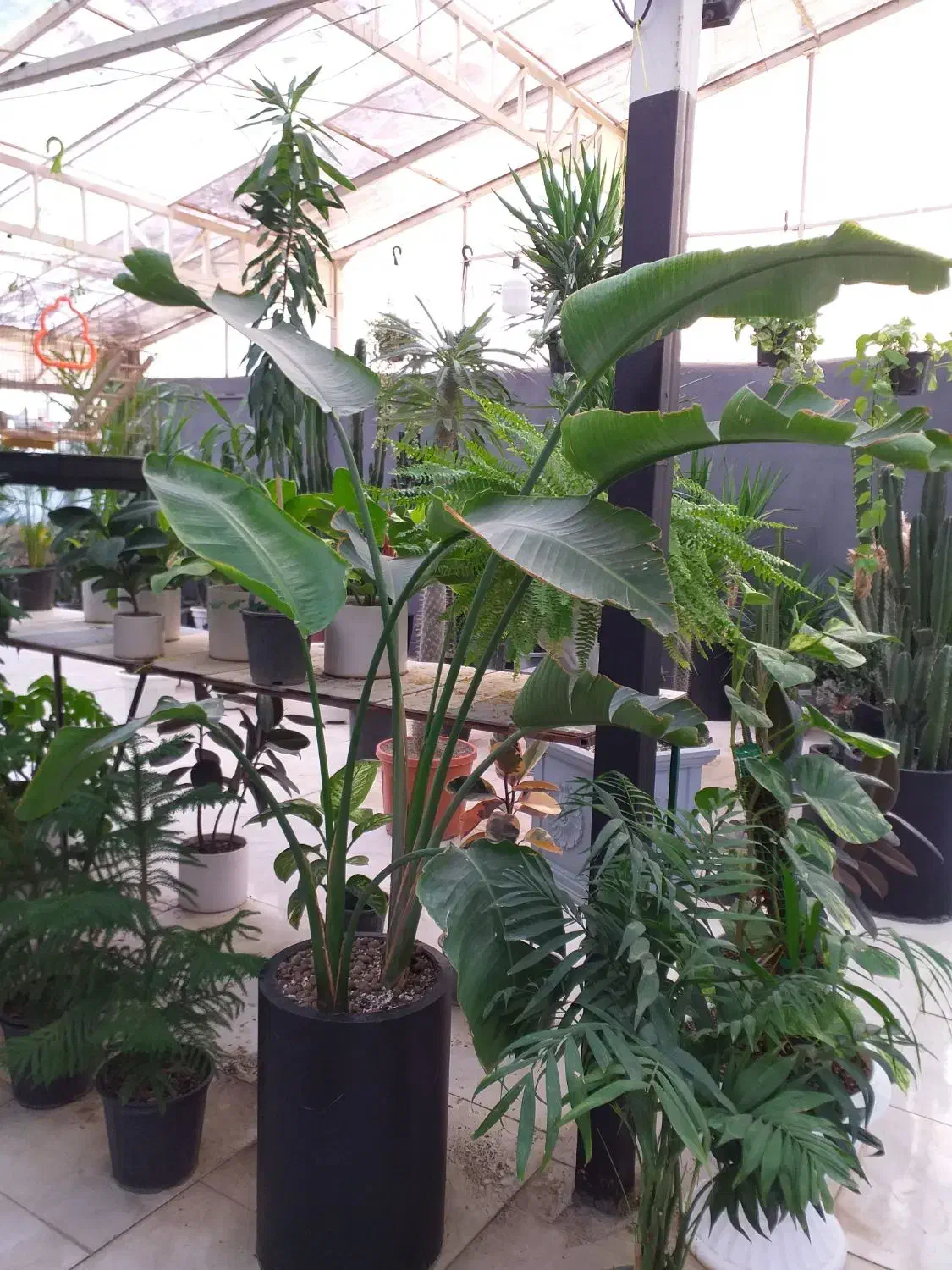 تخفیف بلک فراید گلخونه اسپلنت|گل و گیاه طبیعی|مشهد, شهرک صنعتی توس|دیوار