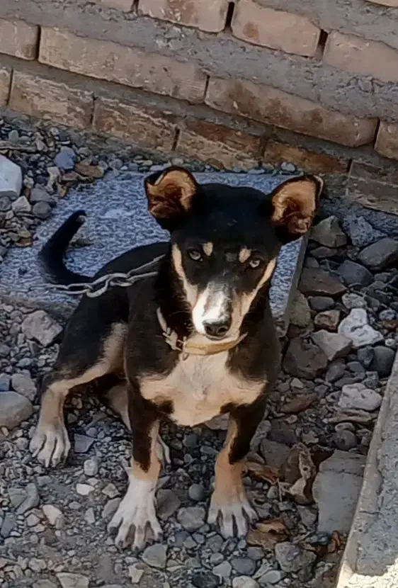 سگ پاپی ۱۰ ماهه|سگ|نصر آباد, |دیوار