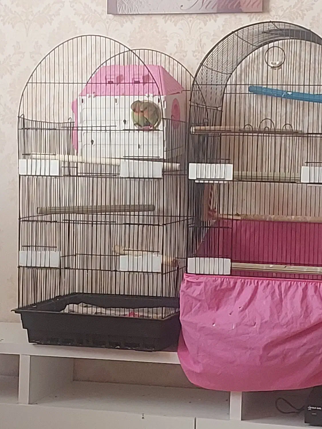 کوتوله برزیلی ۳ماهه دونخور نیمه دستی|پرنده|مشهد, فارغ التحصیلان|دیوار