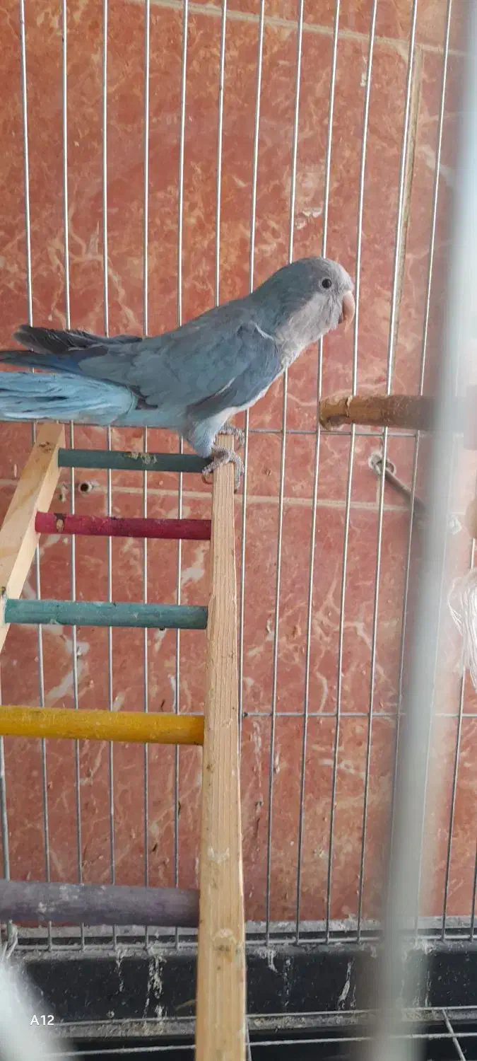 راهب نر آبی|پرنده|تهران, سهروردی|دیوار