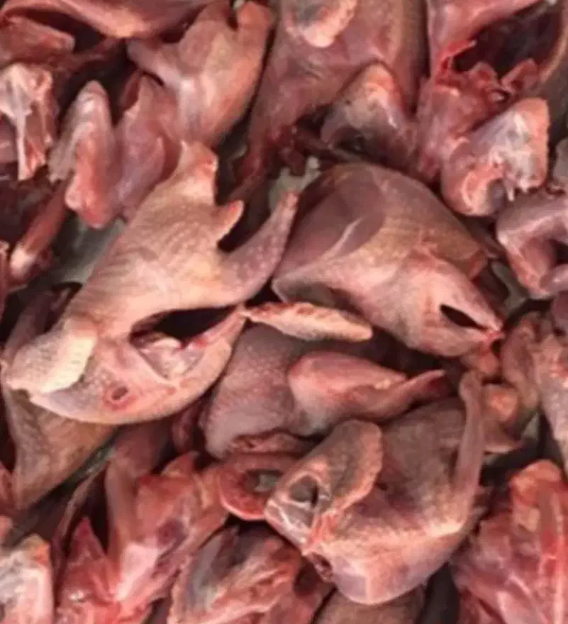 گوشت تازه کبوتر|خوردنی و آشامیدنی|تهران, قنات‌کوثر|دیوار