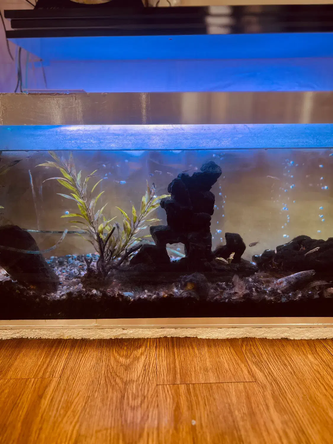 آکواریوم با تمام وسایل ۷۰۰۰۰۰۰|ماهی|رشت, گلباغ نماز|دیوار