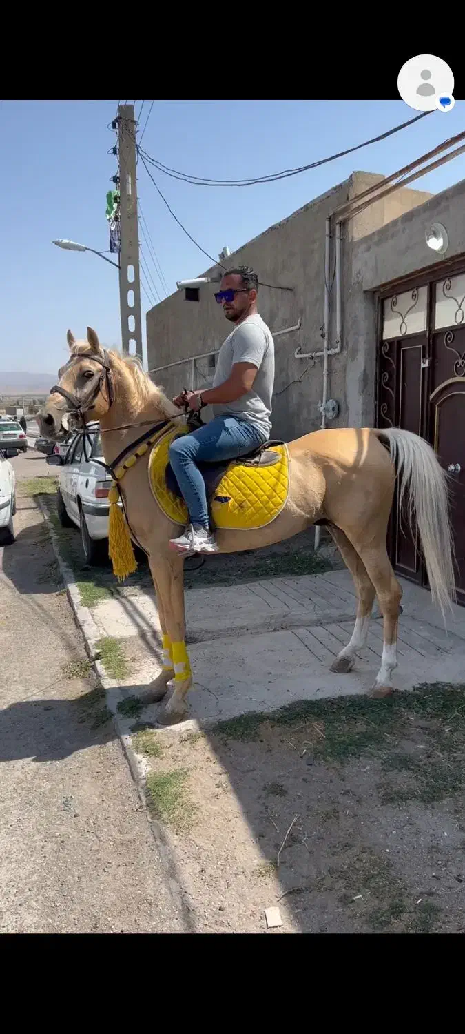 اسب اصیل کرره شاهرنگ|اسب و تجهیزات اسب‌سواری|سراب, |دیوار